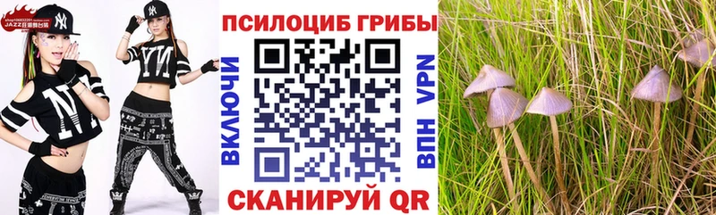 хочу наркоту Кызыл Галлюциногенные грибы Psilocybine cubensis